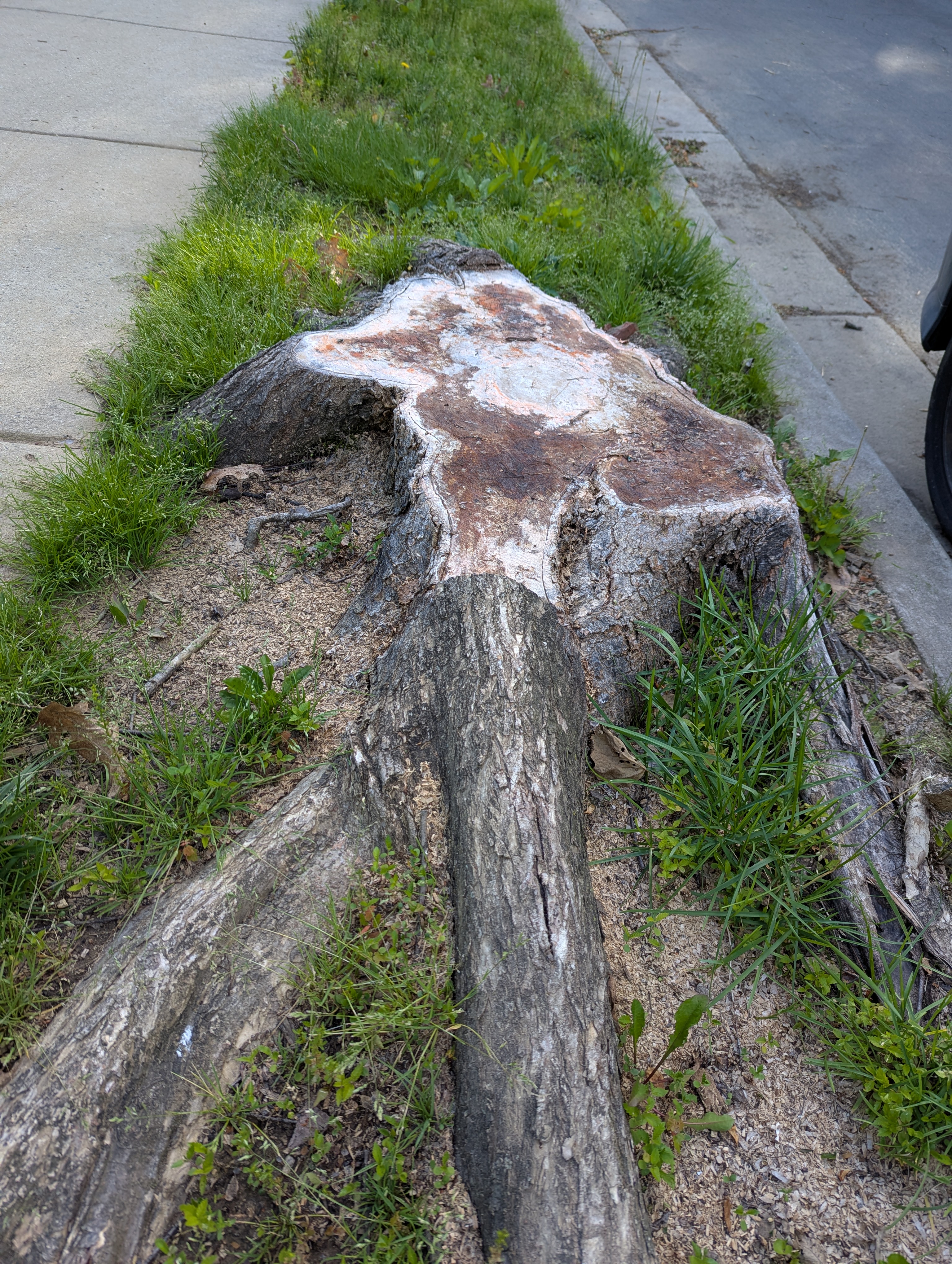 A freshly cut tree stump on a grassy sidewalk, with roots partially visible and surrounding vegetation.